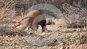 Aardvark Walking in the Savanna in Namibia