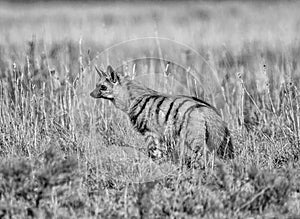 Aardwolf