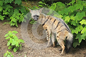 Aardwolf