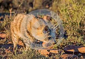 Aardwolf