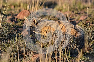 Aardwolf