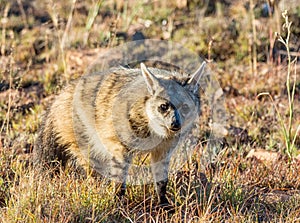 Aardwolf