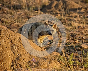 Aardwolf