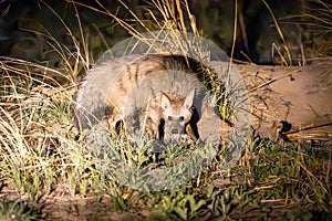 Aardwolf in Botswana, Africa
