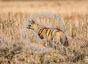 Aardwolf