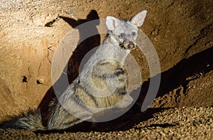 Aardwolf isolated in South Africa