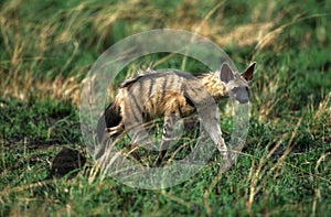 Aardwolf, proteles cristatus, Adult walking through Savannah, Kenya