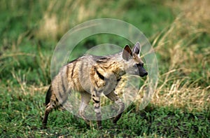 Aardwolf, proteles cristatus, Adult walking through Savannah, Kenya