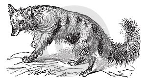 Aardwolf or Proteles cristatus vintage engraving