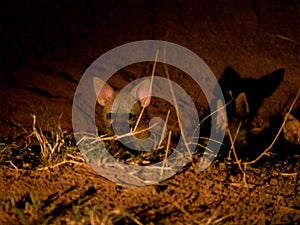 Aardwolf puppies