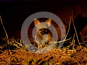 Aardwolf puppies