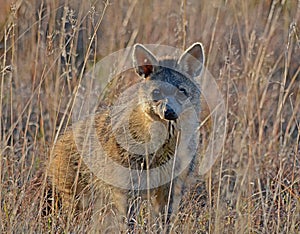 Aardwolf Standing In Long Grass