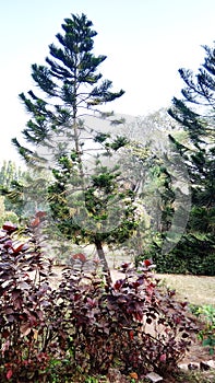 Aarey forest mumbai seaface bandra mumbai