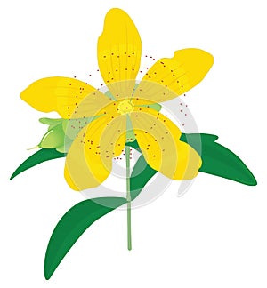 aaron flower vector illustration transparent background