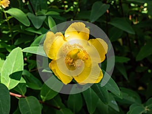 Aaron\'s beard, creeping wort or Jerusalem star (Hyperium calycinum) \'Rowallane\' flowering