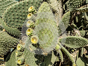 Aaron's-beard prickly-pear. Opuntia leucotricha cactus