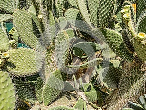 Aaron's-beard prickly-pear. Opuntia leucotricha cactus