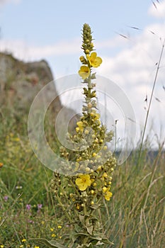 Aaron s Rod - Common Mullein