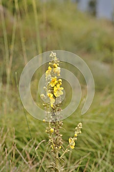 Aaron s Rod - Common Mullein