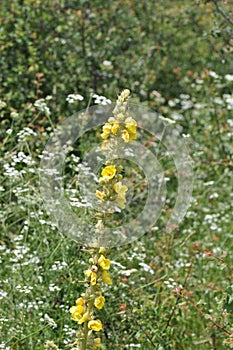 Aaron s Rod - Common Mullein