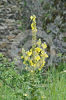 Aaron s Rod - Common Mullein