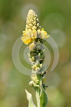 Aaron's Rod - Common Mullein