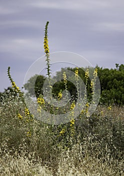 Aaron`s Rod long stalked yellow flowered wild plant