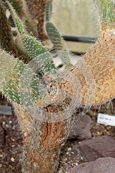 Aarons beard cactus or Opuntia Leucotricha plant in Saint Gallen in Switzerland