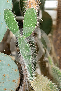 Aarons beard cactus or Opuntia Leucotricha plant in Saint Gallen in Switzerland