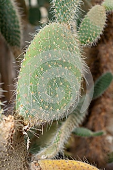 Aarons beard cactus or Opuntia Leucotricha plant in Saint Gallen in Switzerland
