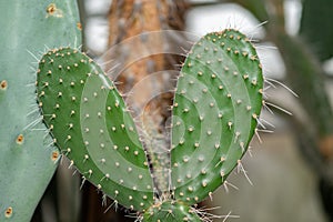 Aarons beard cactus or Opuntia Leucotricha plant in Saint Gallen in Switzerland