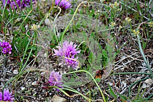 Aase`s Onion endangered species native to Idaho