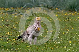 Aasgier, Egyptian Vulture, Neophron percnopterus