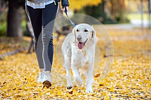 Aattractive young woman walking with her lovely golden retriever dog in the park in autumn