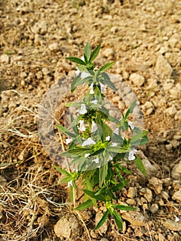 Aayurvedic most useful plant