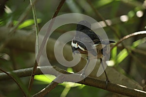 A bird is sitting on the tree in opposite direction