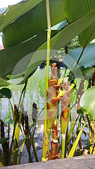 Abaca (Musa Textilis) photo