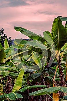 Abaca plant or banana tree with big green leaves growing in the garden at sunset