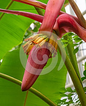 The AbacÃÂ¡ Musa textilis, also called Manila hemp, banana hemp or Musa hemp, is used as a fiber plant.