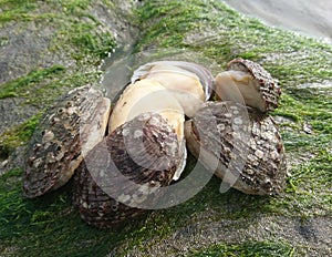 Abalon, tasty seafood snail