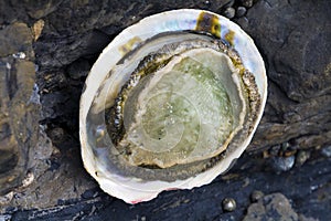 Abalone