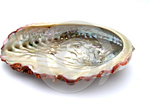 Abalone