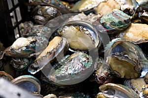 Abalone in the aquatic product market