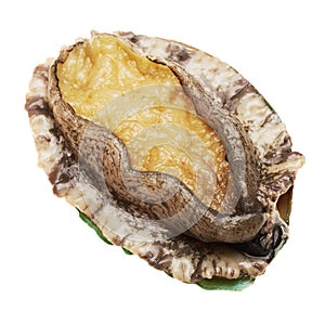 Abalone