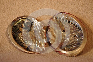 Abalone sea shells