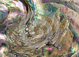 Abalone Shell Background