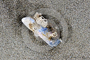 An abalone shell covered with shells lies on the sand after a low tide