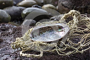 Abalone shell in handmade fishing net