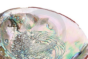 Abalone shell inside