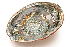 Abalone shell inside